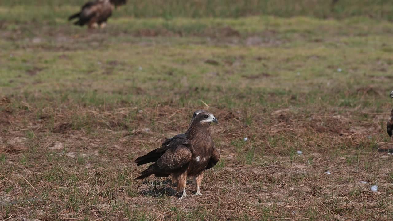 un par de cometas de orejas negras en medio del campo con otras volando sobre ellas, milvus lineatus, tailandia