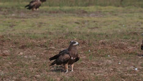 un par de cometas de orejas negras en medio del campo con otras volando sobre ellas, milvus lineatus, tailandia