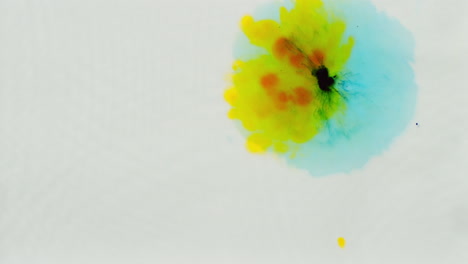 overhead shot of droplets of yellow and blue paint or dye dropped into water against white background to create swirling colourful pattern