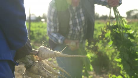 mature man working on farm