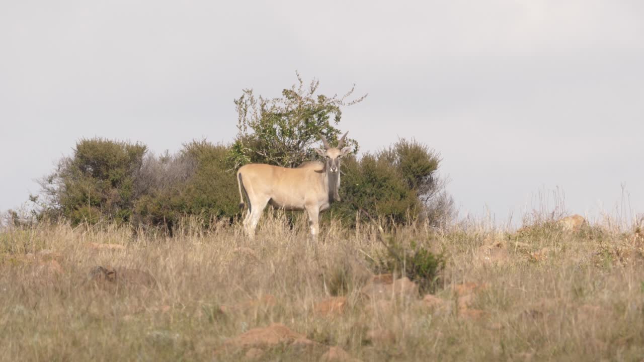 un antílope eland del sur se para frente a un arbusto y mira hacia la cámara en la sabana africana