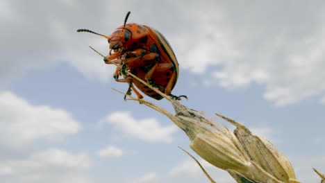 majestic colorado potato beetle hanging on top of wheat ear against cloudy sky