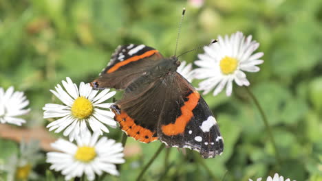 Nahansicht-über-Einen-Schmetterling-Auf-Einem-Gänseblümchen-Blumenfrühling