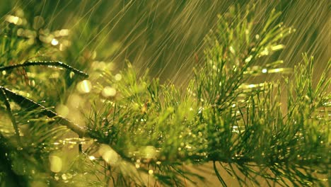 Rama-De-Abeto-Y-Gotas-De-Lluvia-Primer-Plano