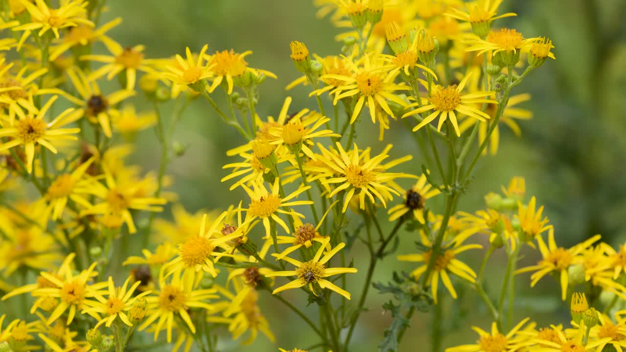 Yellow ragwort flowers gently move in soft daylight, shallow depth of field, Buxton countryside