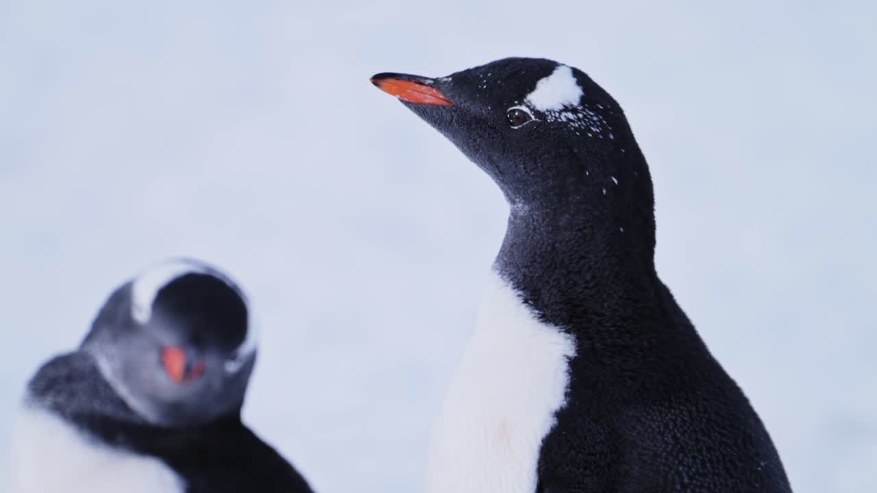 retrato de pingüino de cerca en la nieve en la antártida, pingüino gentoo en la vida silvestre y los animales vacaciones en la península antártica, hermoso pájaro lindo en el área de conservación nevada en un paisaje de invierno frío