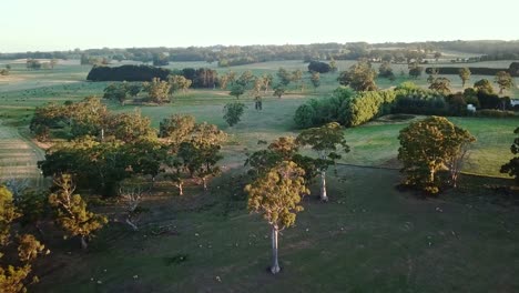 aerial footage with late afternoon shadows of agricultural fields with sheep and native trees near east trentham, central victoria, australia