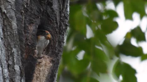 El-Falconet-De-Muslo-Negro-Es-Una-De-Las-Aves-Rapaces-Más-Pequeñas-Que-Se-Encuentran-En-Los-Bosques-De-Algunos-Países-De-Asia