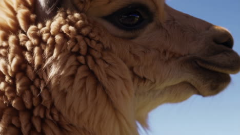 close-up of llama