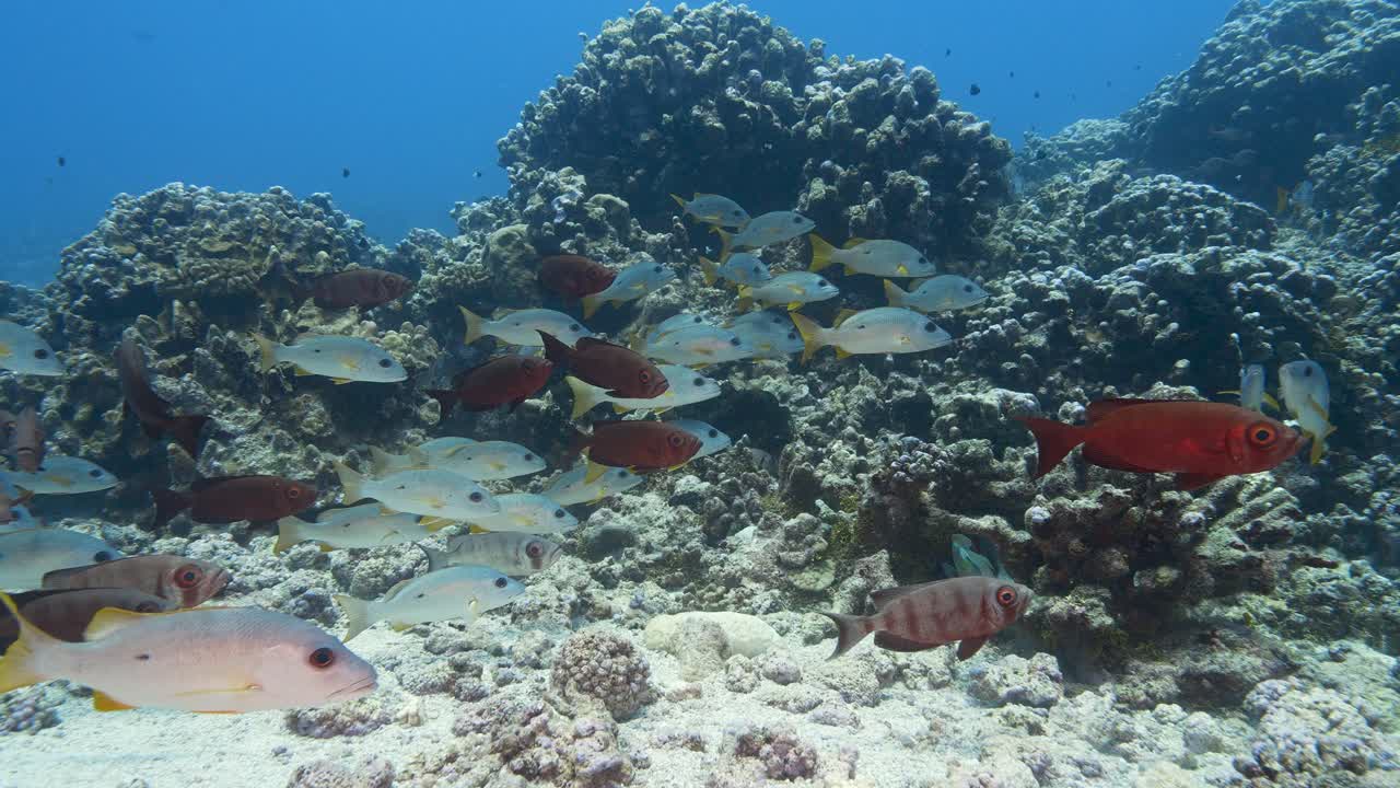 escuela de peces de ojos saltones y pargos en el arrecife de coral tropical del atolón de fakarava, polinesia francesa - toma en cámara lenta
