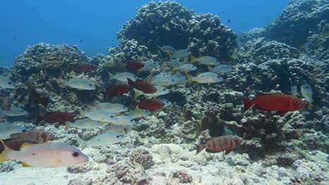 School-of-goggle-eye-fish-and-snappers-at-the-tropical-coral-reef-of-the-atoll-of-Fakarava,-French-Polynesia---slow-motion-shot