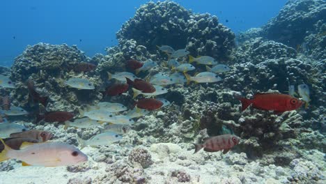 school of goggle eye fish and snappers at the tropical coral reef of the atoll of fakarava, french polynesia - slow motion shot