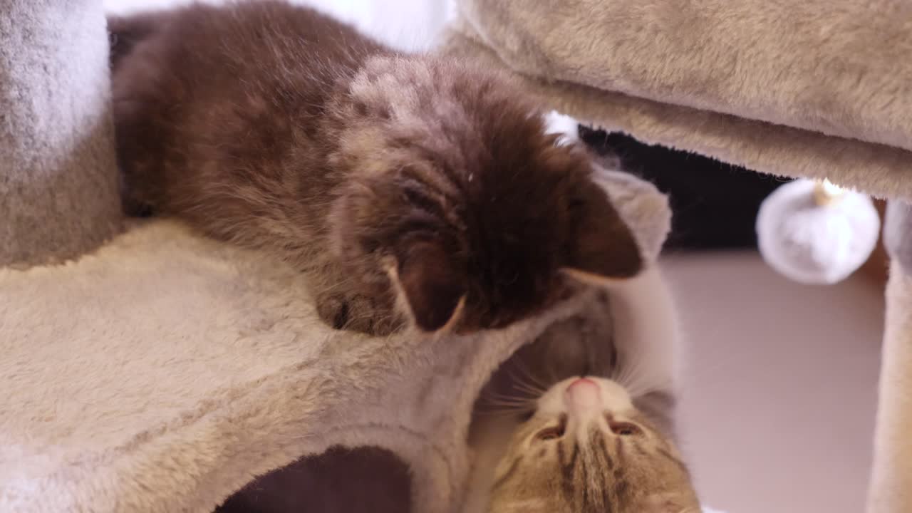 два маленьких котенка играют на кошачьей площадке