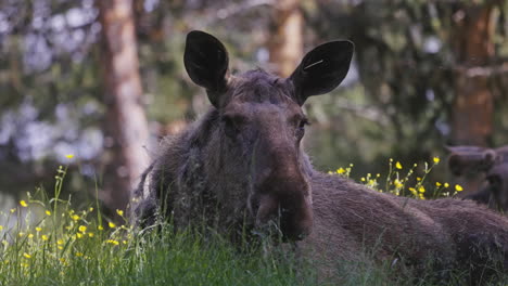 closeview of cow moose laying in the grass on a warm day in swedish wild fields