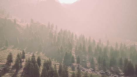 mountain range with valley and forest