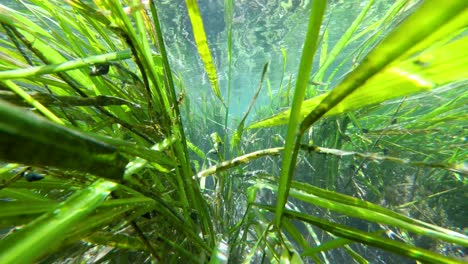 View-of-Texas-Wild-Rice-in-San-Marcos-River