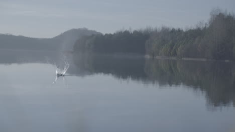 stone bouncing on the water on a lake during a sunny day log