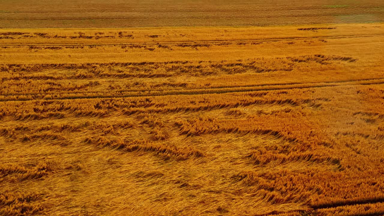 Lodged grain field after heavy rain causing harvest loss for farmers. Aerial view