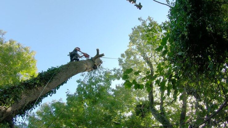Skilled female tree surgeon cuts a branch from a diseased ash tree with chainsaw, low angle