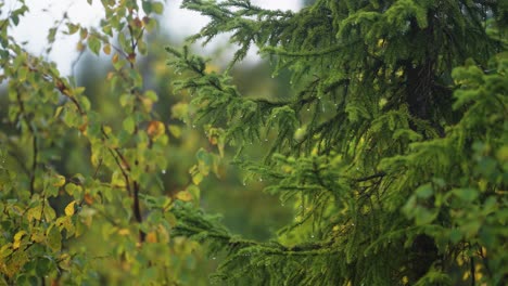 mixed forest after the rain