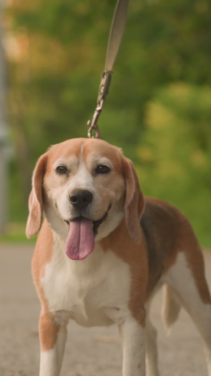 perro marrón de pie en la correa mirando pensativo, la lengua afuera, al aire libre al lado de las piernas del dueño, fondo con vegetación y coches borrosos que pasan en el área rural con luz solar cálida