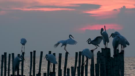 The-Great-Egret,-also-known-as-the-Common-Egret-or-the-Large-Egret