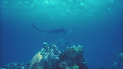 stingray in a coral reef