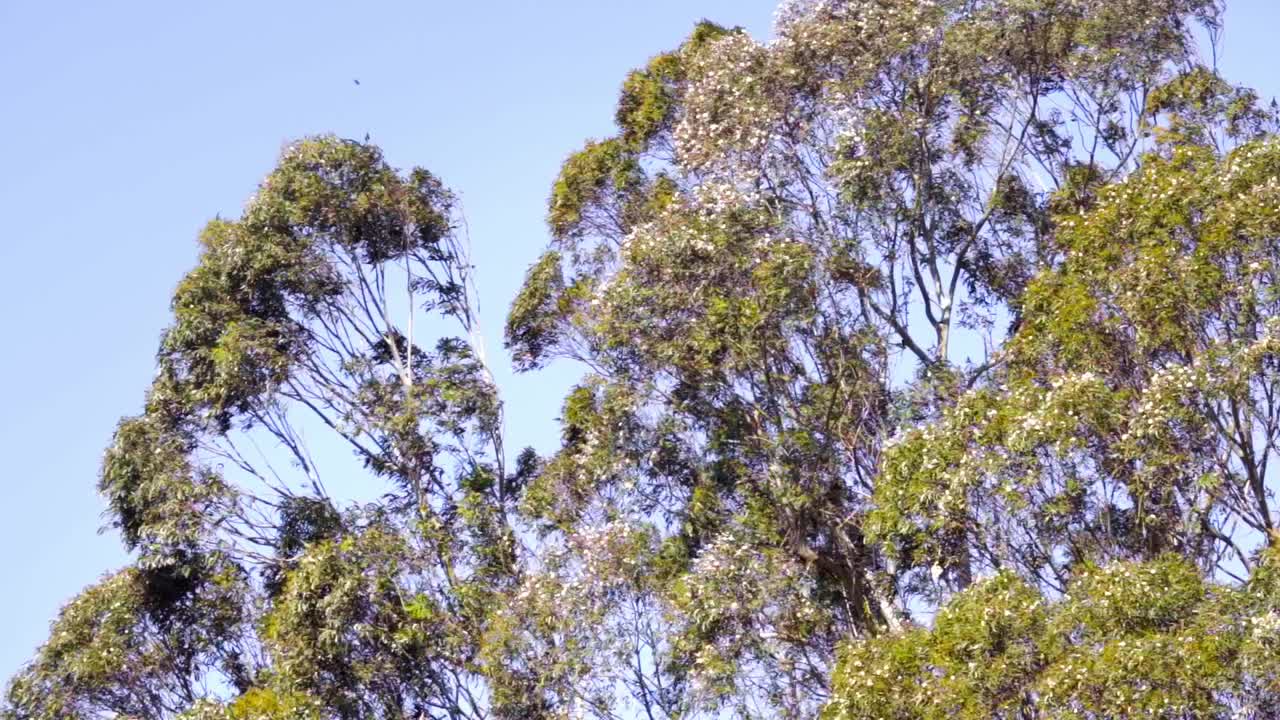 화창한 날 부드러운 바람에 흔들리는 키 큰 유칼립투스 나무의 전망