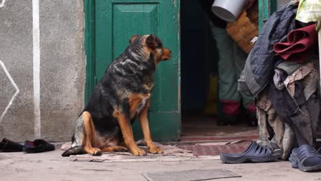 dogs are following their master outdoors in a ukrainian village in summer