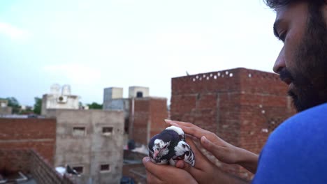 breeder holding a pigeon and a woman's hand petting it - medium shot