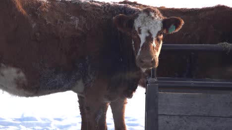 red angus cow standing on the snow with steam coming out of its nose in slow motion