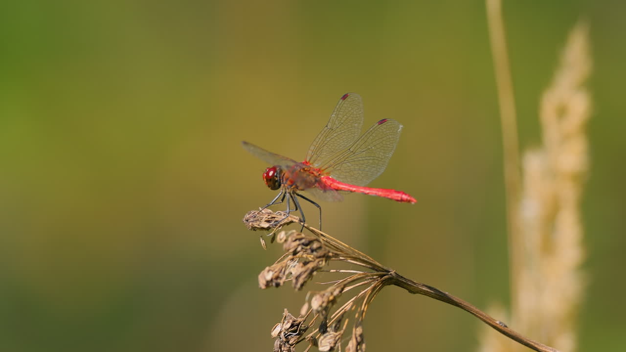 la libélula escarlata (crocothemis erythraea) es una especie de libélula de la familia libellulidae. sus nombres comunes incluyen escarlata ancha, darter escarlata común.