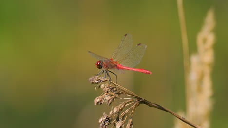 scarlet dragonfly (crocothemis erythraea) is a species of dragonfly in the family libellulidae. its common names include broad scarlet, common scarlet darter.