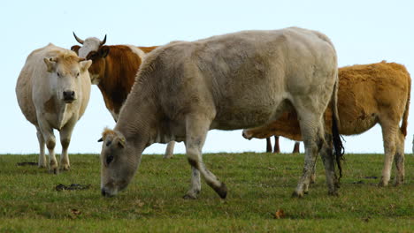 a herd of cows grazing on a hill during a sunny autumn day