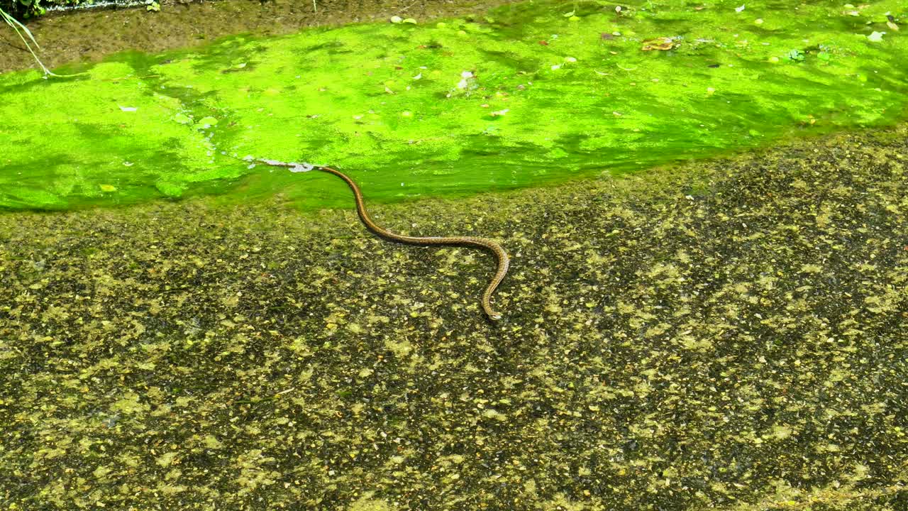 In summer in the Nerima neighborhood in Tokyo, Japan you can see different snakes swimming over the algae and the water