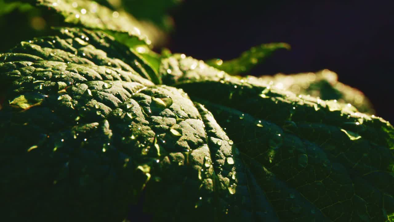 gotas de rocío en una hoja