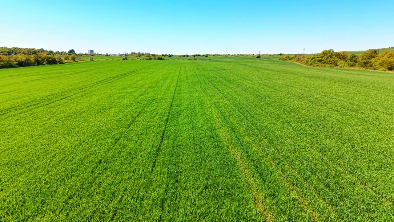 Vista aérea baixa de horizonte de campo agrícola verde sem fim. Imagem de drone em perspectiva de um vasto campo de cultivo verde estendendo-se em direção ao horizonte sob um céu azul.