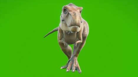 el dinosaurio t-rex camina en una animación sin costuras en bucle. reptil frente a la pantalla verde. animación para fondos históricos, naturales y animales.