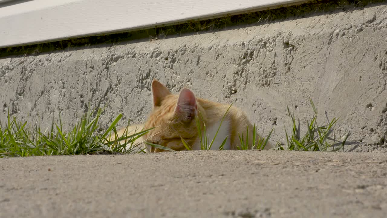고양이 낮잠 잘 곳 찾기