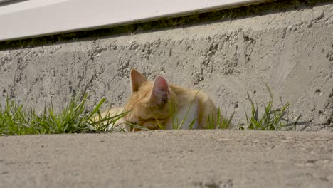 Einen-Platz-Für-Ein-Katzenschläfchen-Finden