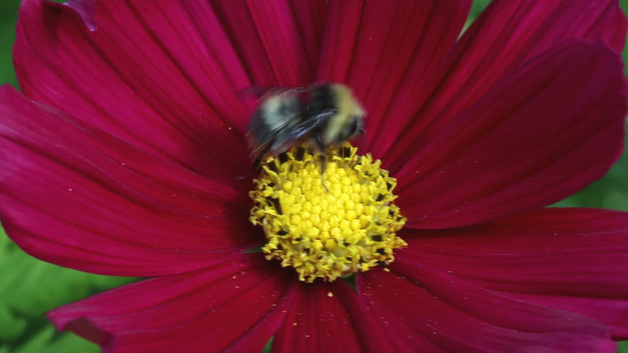 el abejorro en la flor del jardín del cosmos.