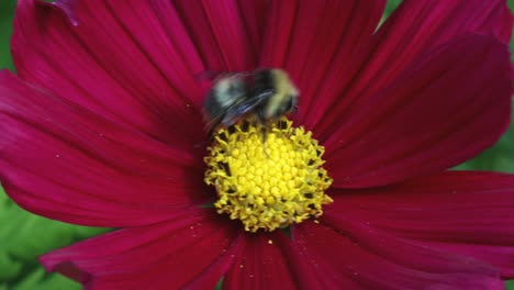 Bumblebee-on-Cosmos-garden-flower.-Spring.-UK