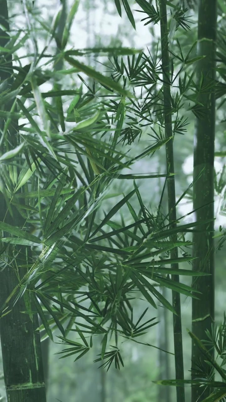 Piante di bambù crescono in una fitta foresta alla luce del giorno dopo la pioggia, in natura.