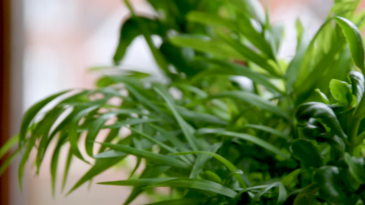 창문 앞 에 있는 집식물 을 천천히  ⁇ 고 수풀 과 켄티아  ⁇  에 초점을 맞추십시오