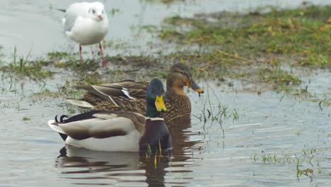 Stockenten-Suchen-An-Bewölkten-Tagen-Im-Flachen-Küstenwasser-Nach-Nahrung,-Nahaufnahme