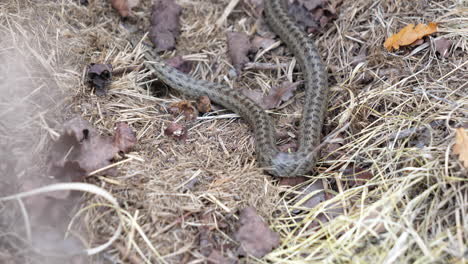 closeup of smooth snake on the ground with dry grass and leaves