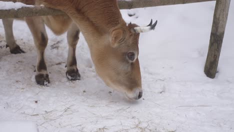 A Jersey cow stands in a snowy enclosure, its warm breath visible in the cold air. Its gentle eyes gaze forward, framed by soft fur and curved ears, as snowflakes settle on its head.