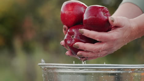 un granjero sostiene manzanas rojas sobre un balde de agua