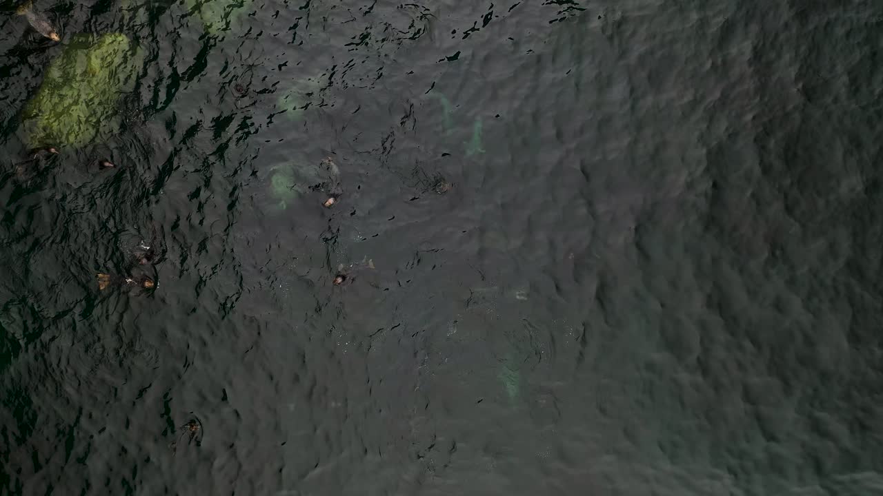 Irish Grey Seals Swimming on Atlantic Ocean Coast of Ireland - Aerial