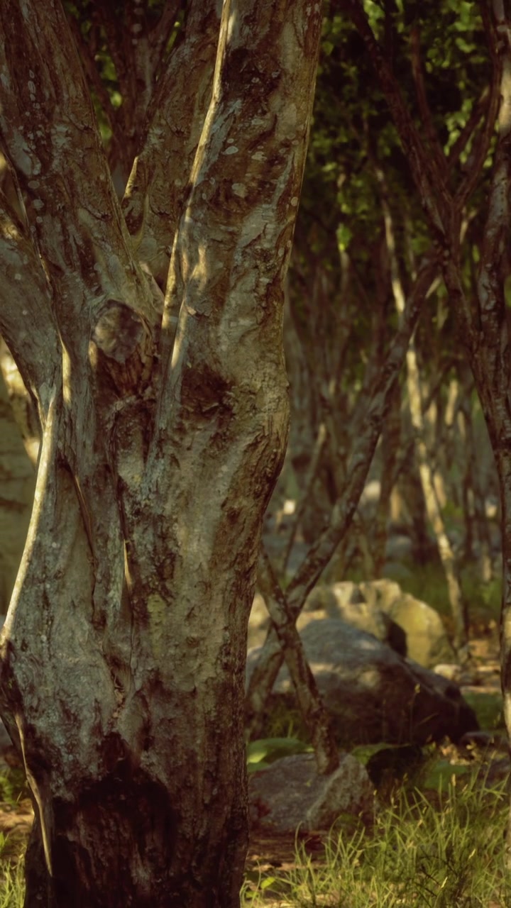 Exposed tree trunk among dense foliage in a sunny forest area